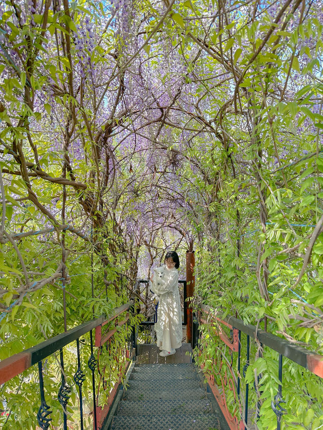 실시간 포도 가득 열린 청주카페🍇💜