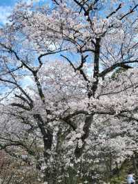 【奈良・吉野】一目で千本の桜をながめる