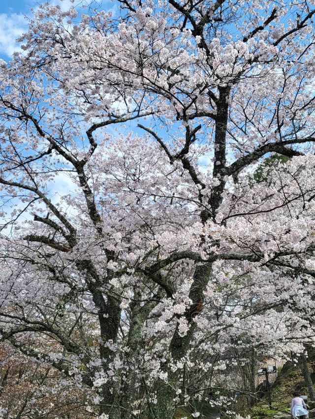 【奈良・吉野】一目で千本の桜をながめる