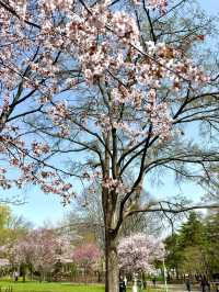 札幌　札幌観光　札幌観光定番 円山公園の桜を見てきたよ！