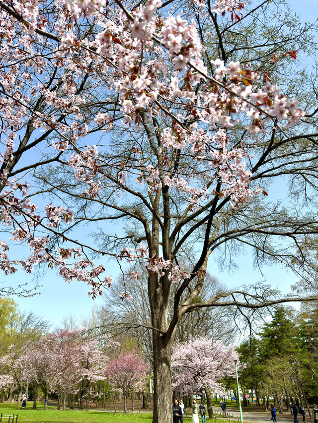札幌　札幌観光　札幌観光定番 円山公園の桜を見てきたよ！