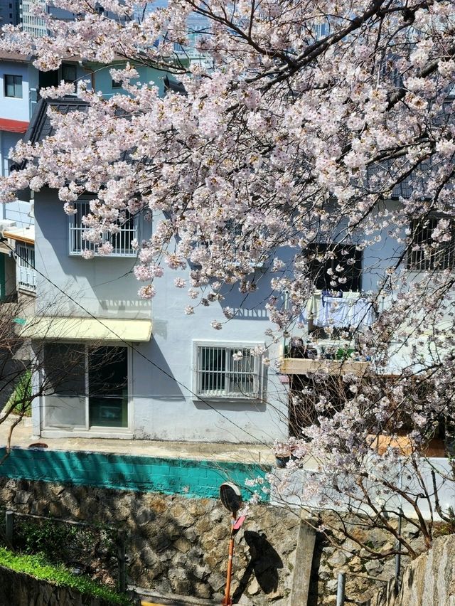 SNS에서 가장 핫한 부산 벚꽃명소, 개금벚꽃문화길