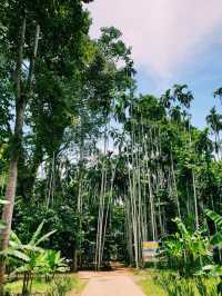 The Giant Tree