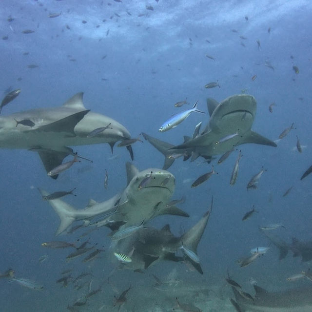 🦈 Shark Diving Experience in Fiji 🇫🇯 