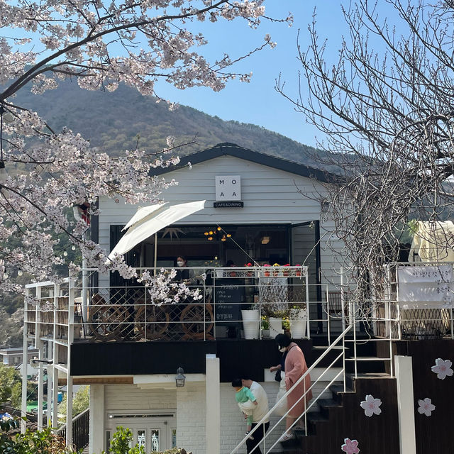전국에서 가장 유명한 벚꽃축제 군항제🌸