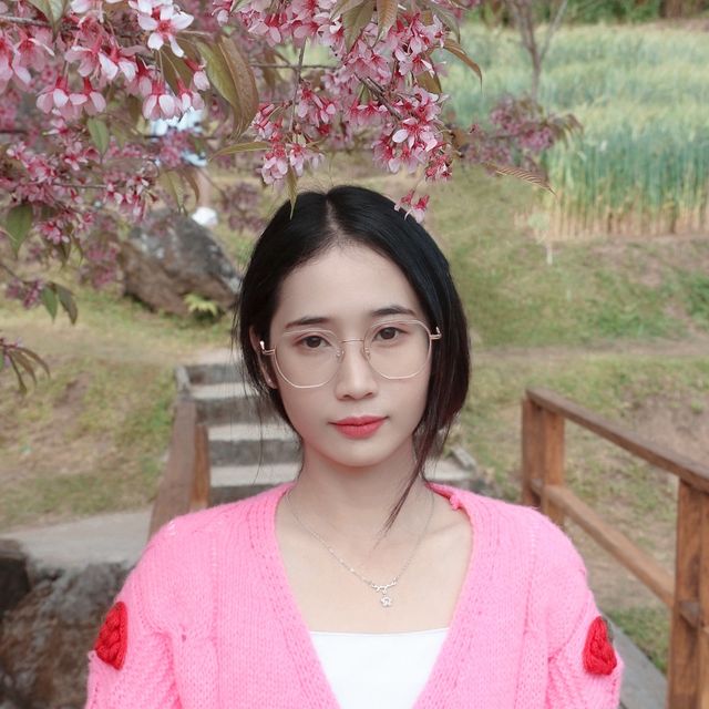 🌸 ซากุระเมืองไทย @ขุนวาง เชียงใหม่