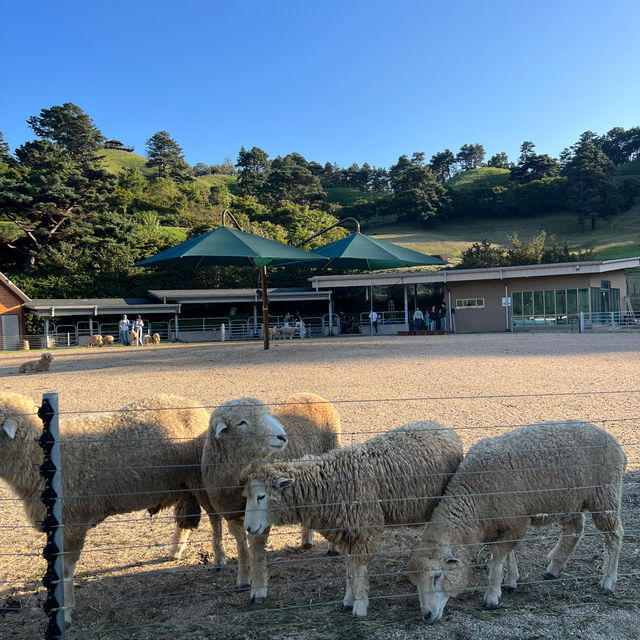 유럽 시골 마을 같은 지리산 치즈랜드🧀