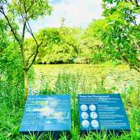 🇸🇬 Wetlands at Gardens by the Bay