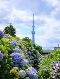 〖亀戸/東京〗 紫陽花×スカイツリーの絶景が楽しめる旧中川水辺公園◌𓈒𓐍