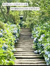 【鎌倉】1度は行きたい！紫陽花の名所