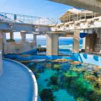 🐠 沖繩必遊景點 - 美麗海水族館！沉浸式海洋奇觀！ 