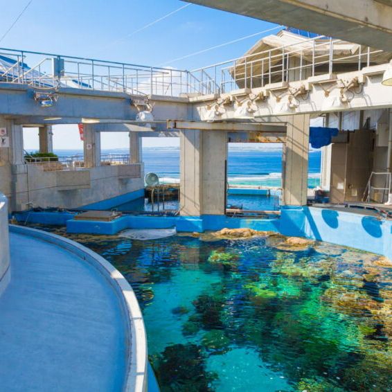 🐠 沖繩必遊景點 - 美麗海水族館！沉浸式海洋奇觀！ 
