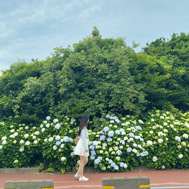 바다와 수국을 함께 담을 수 있는 이곳 ✨