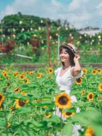 自小好喜歡太陽花🌻太陽花俾人嘅感覺喺好開朗好陽光  太陽花（向日葵）的花語是信念、光輝、高傲、忠誠、愛慕、勇敢地去追求自己想要的幸福、沉默的愛！  好有意思🥰  雖然我未收過太陽花🌻 但我送過俾