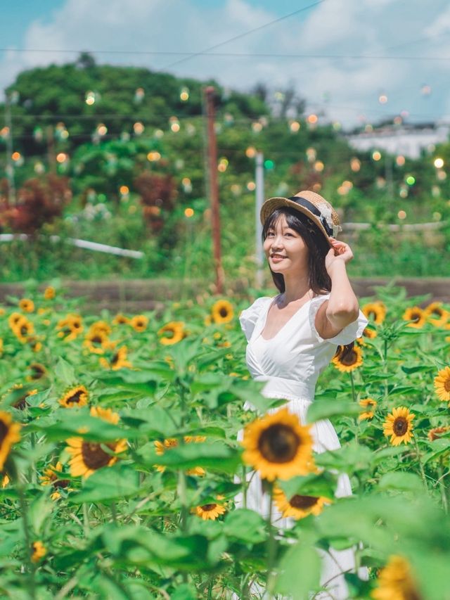自小好喜歡太陽花🌻太陽花俾人嘅感覺喺好開朗好陽光  太陽花（向日葵）的花語是信念、光輝、高傲、忠誠、愛慕、勇敢地去追求自己想要的幸福、沉默的愛！  好有意思🥰  雖然我未收過太陽花🌻 但我送過俾