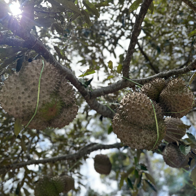 King of the Fruit 