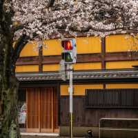 Explore Kyoto City Streets 🚶‍♂️✨