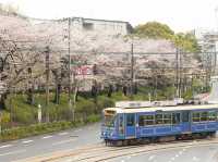 都電荒川線 - 櫻花下東京散策