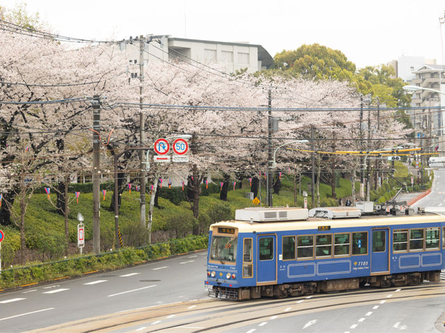 都電荒川線 - 櫻花下東京散策