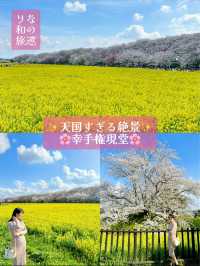 〜埼玉県〜日本一！？天国すぎる花畑✨桜×菜の花