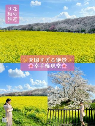 ～埼玉縣～日本第一！？宛如天堂的花田 櫻花×油菜花