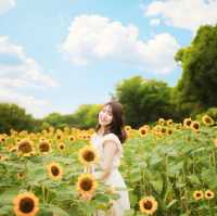 この夏行きたい！ひまわり畑🌻