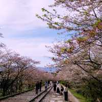 【京都🇯🇵】お花見&美術館でにこにこ散歩🌸🌼