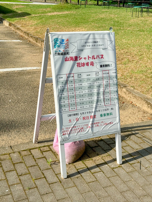 【福井 南越前町】美しいハスの花が咲き誇る「花はす公園」⛲️