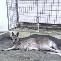 圓山（円山）動物園-交通方便，值得參觀的親子景點