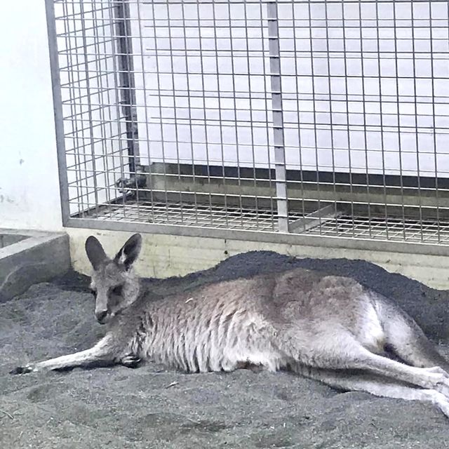 圓山（円山）動物園-交通方便，值得參觀的親子景點