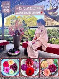 〜東京都〜穴場！秋のお花見スポット🍂上野ダリア展