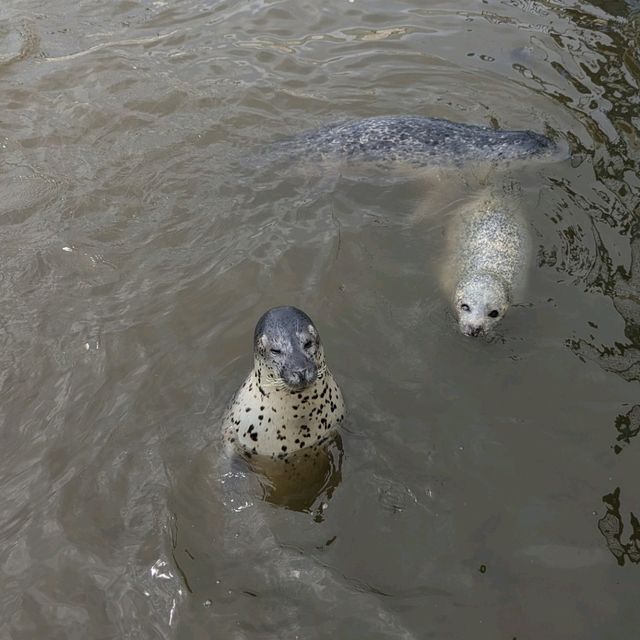 【アザラシ餌やり体験】ノシャップ寒流水族館が楽しい