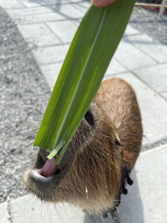 宜蘭親子好去處，好好跟動物互動一下
