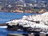 San Diego La Jolla🇺🇸