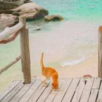 เกาะแมว สวรรค์ของเหล่าทาส! 🐈🏝