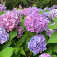 【8月好去處】英國花園～放鬆身心好去處