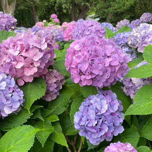 【8月好去處】英國花園～放鬆身心好去處