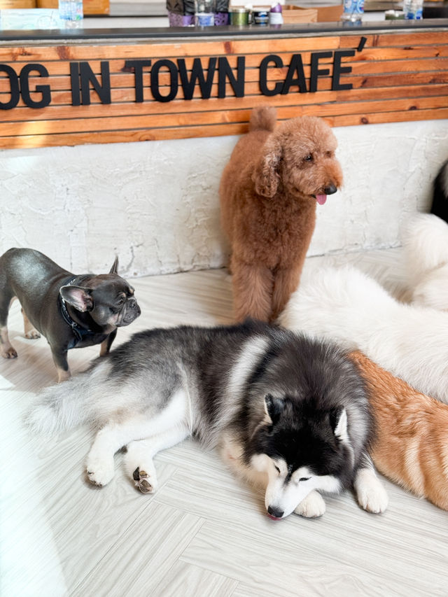泰國曼谷咖啡店｜喜歡狗狗的不要錯過🐶