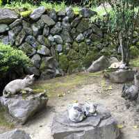 【🇯🇵京都】にゃんにゃんと招かれてやって来た🐈