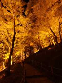 夜のライトアップ🌙愛知県1番の絶景紅葉スポット 「香嵐渓」こうらんけい