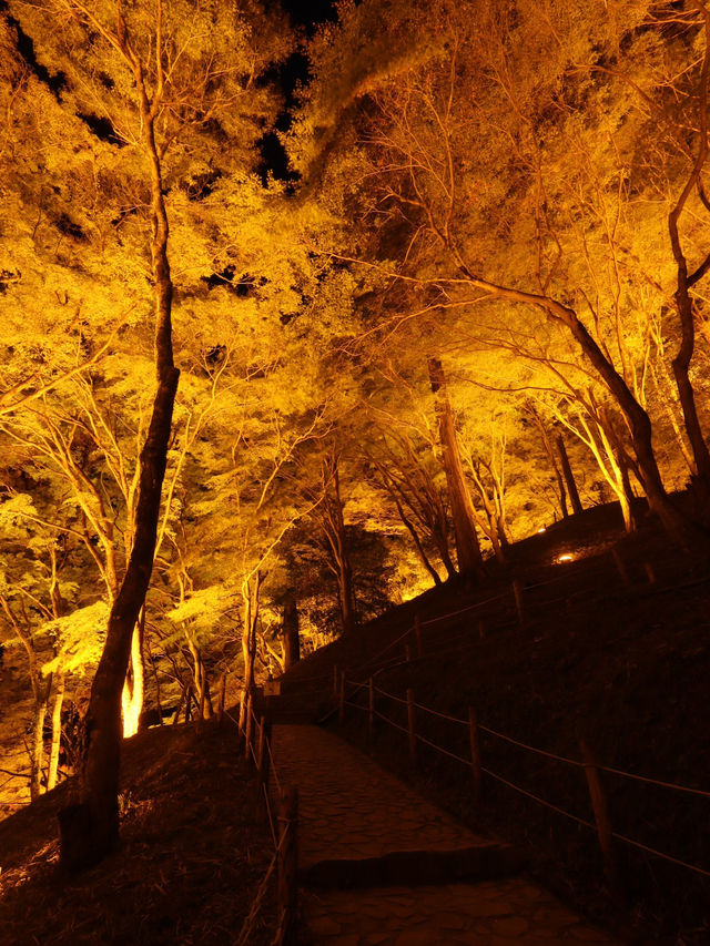 夜のライトアップ🌙愛知県1番の絶景紅葉スポット 「香嵐渓」こうらんけい