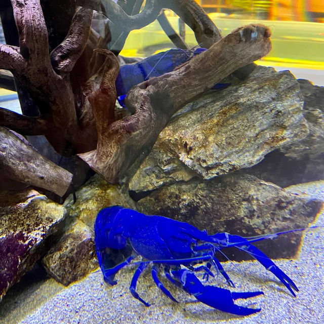 ～下關市立水族館～美麗海洋世界～