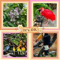 吉隆坡雀鳥公園：鳥類的天堂 🌈🐦
