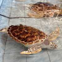 "Exploring Marine Wonders: A Visit to Pusat Ikan Hiasan Port Dickson"