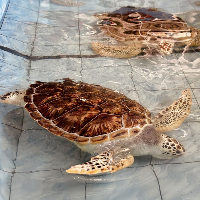 "Exploring Marine Wonders: A Visit to Pusat Ikan Hiasan Port Dickson"