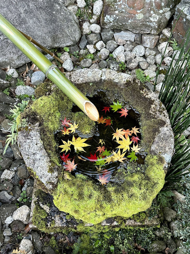 【京都紅葉】とても綺麗な花手水がたくさんあるお寺！