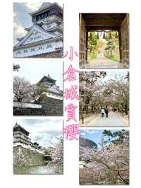 小倉城賞櫻- 300棵櫻花圍著小倉城綻放，美得如風景畫