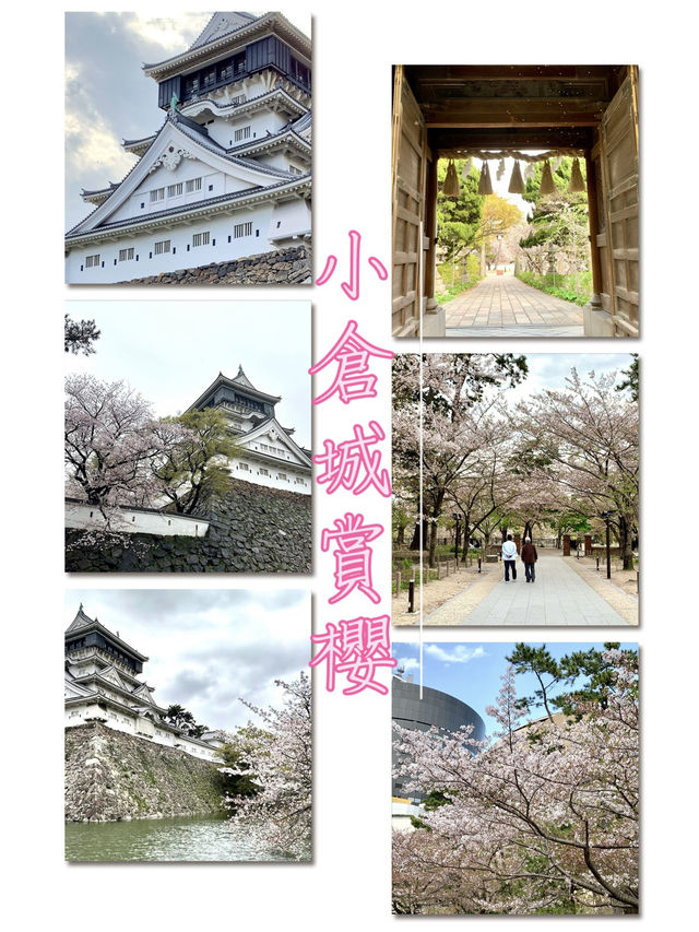 小倉城賞櫻- 300棵櫻花圍著小倉城綻放，美得如風景畫