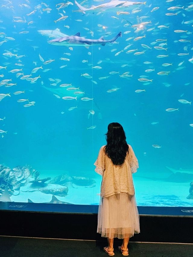 대구 도심지에서 물고기 데이트 할 수 있는 대구 아쿠아리움 대구 도심지에서 물고기 데이트 할 수 있는 대구 아쿠아리움