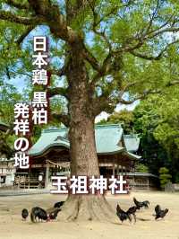 【山口県】日本鶏 黒柏発祥の地